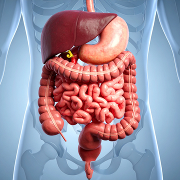 THE GUT-LIVER AXIS